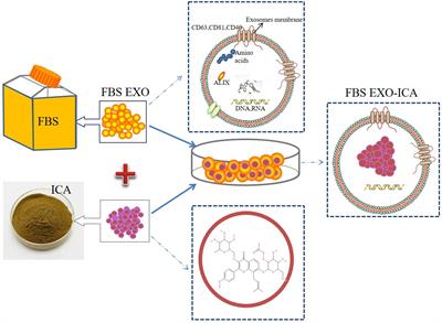 FBS-Derived Exosomes as a Natural Nano-Scale Carrier for Icariin Promote Osteoblast Proliferation